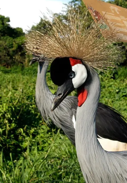 crested-crane-foraging-in-wetlands