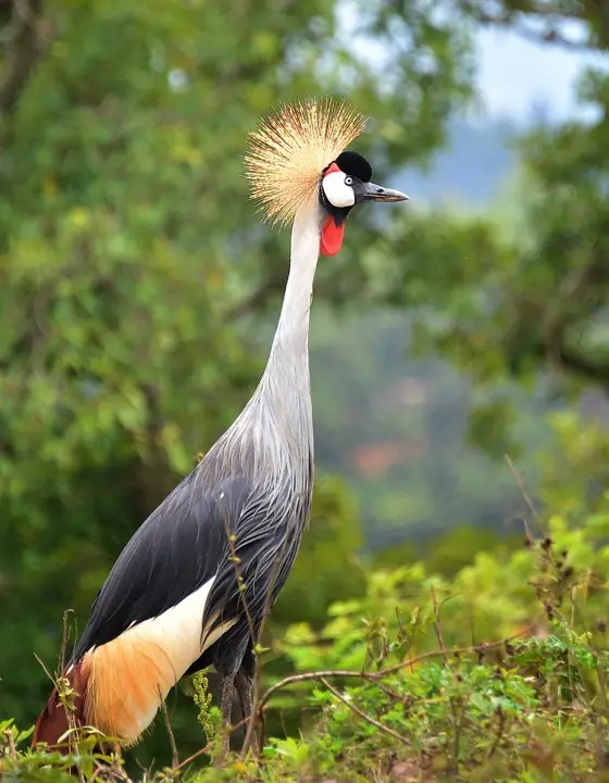 wetlands-conservation-grey-crowned-crane